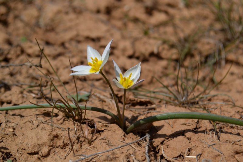 Tulipa kolpakowskiana
