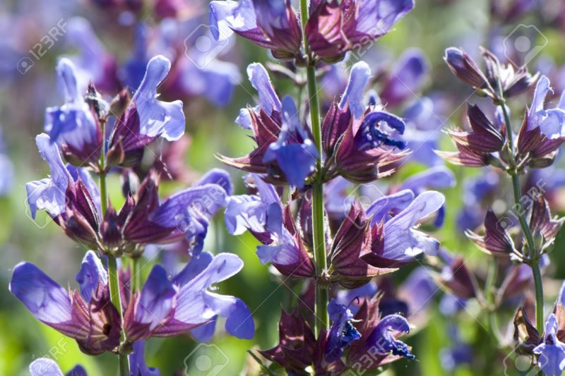 Salvia officinalis лист