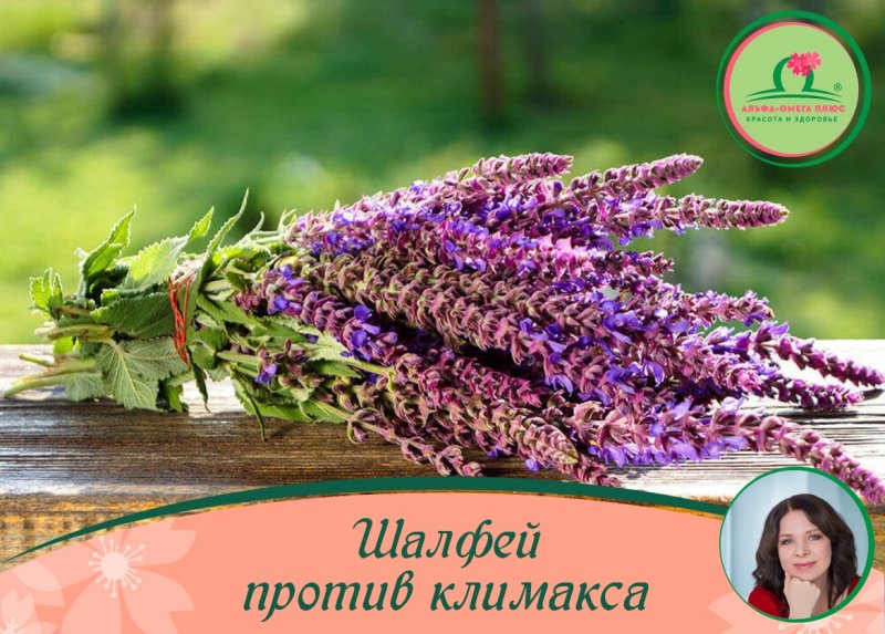 Шалфей мохнатый
