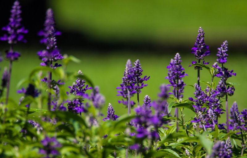 Сальвия Salvia Сальвия мучнистая