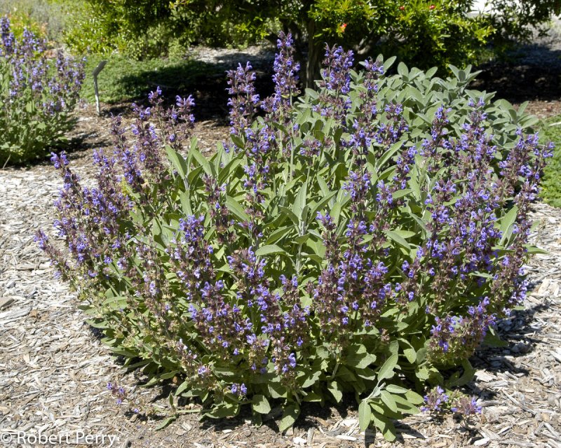 Salvia officinalis PURPURASCENS