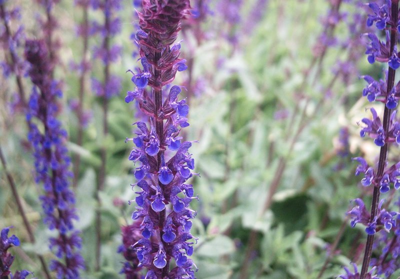 Шалфей Sālvia officinālis