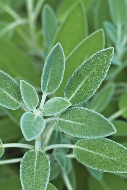 Sage Salvia officinalis