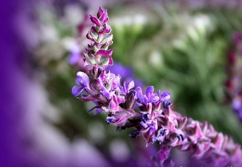 Шалфей лекарственный (Salvia)
