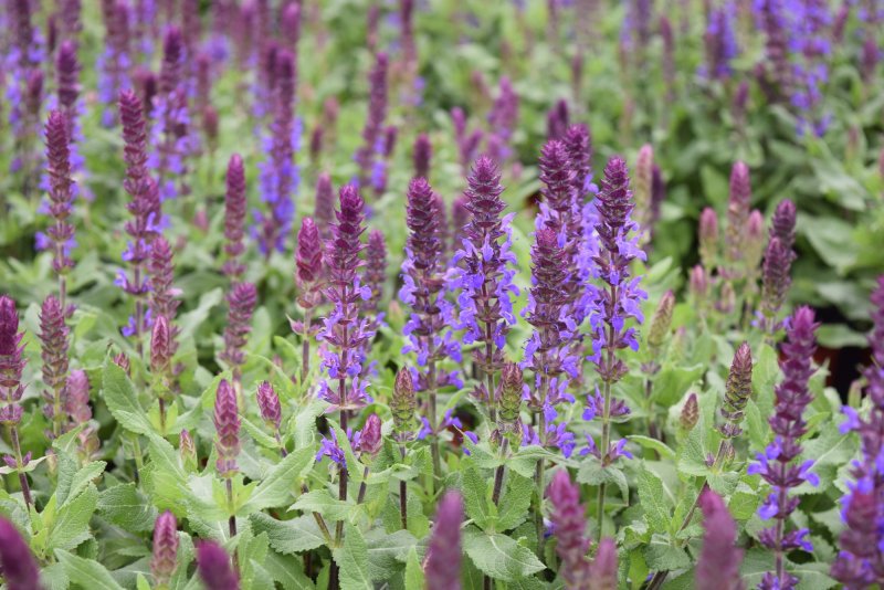 Шалфей лекарственный (Salvia)