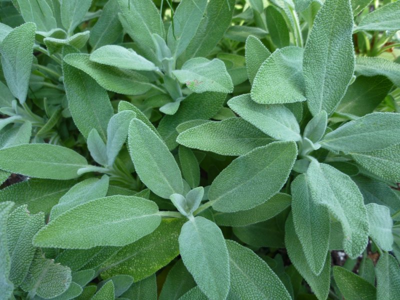 Шалфей Salvia officinalis PURPURASCENS