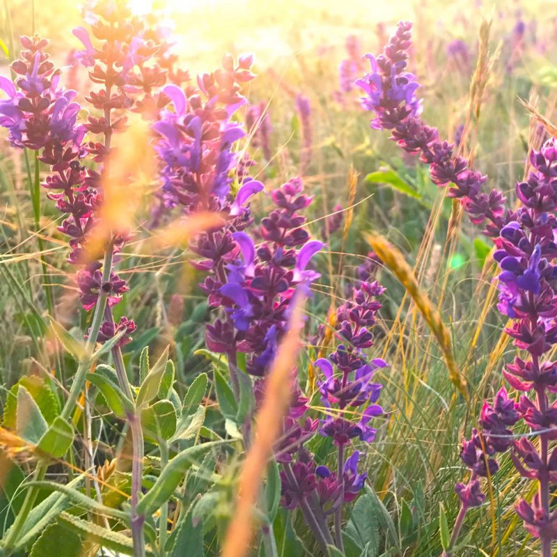 Шалфей лекарственный Sage Plant