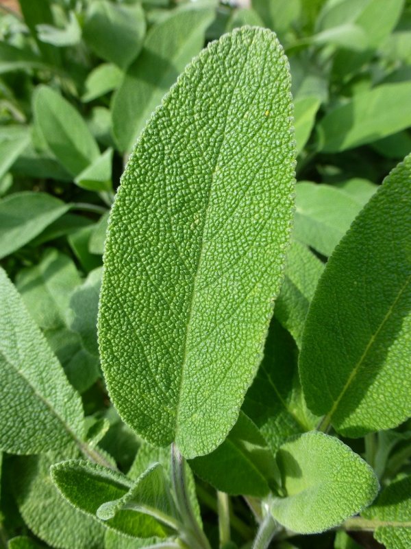 Шалфей лекарственный (Salvia)