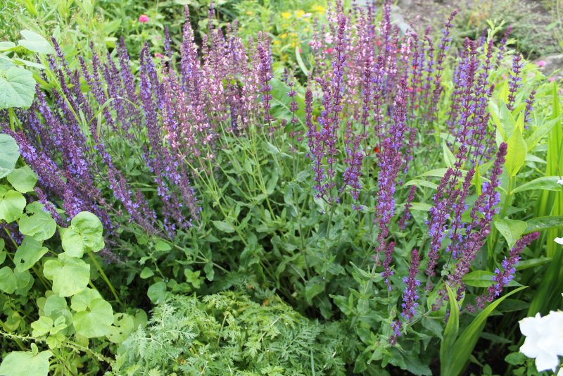 Шалфей herba