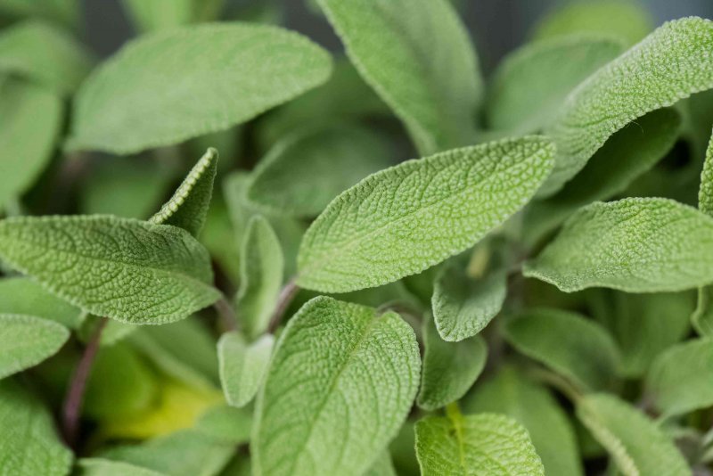 Шалфей Salvia officinalis icterina