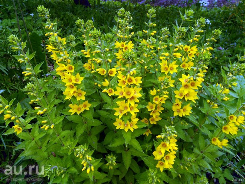 Вербейник точечный (Lysimachia punctata)