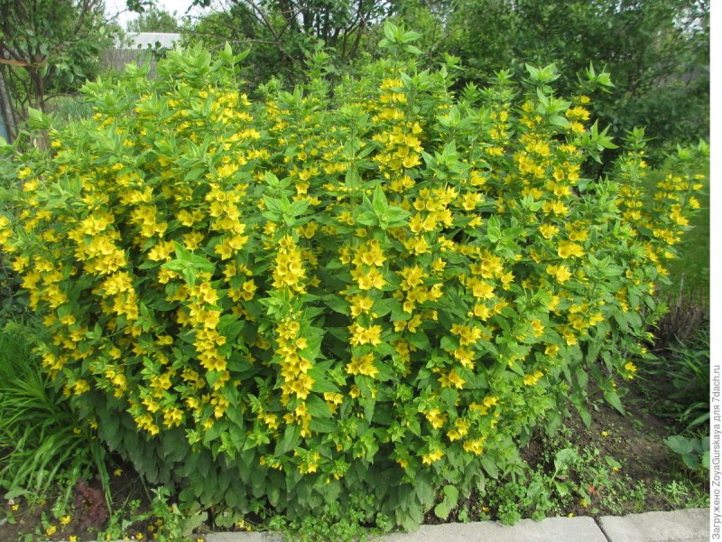 Вербейник точечный (Lysimachia punctata)