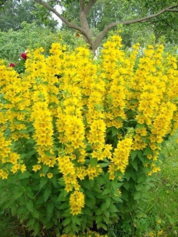 Вербейник точечный (Лизимахия)