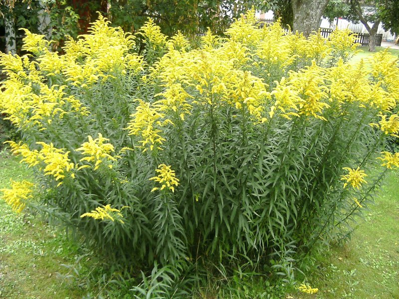 Солидаго канадский (Solidago canadensis `Cloth of Gold`)