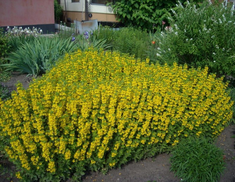 Вербейник куст