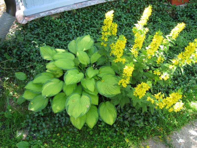 Вербейник точечный (Lysimachia punctata)
