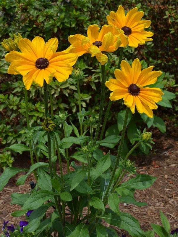 Вербейник точечный (Lysimachia punctata)