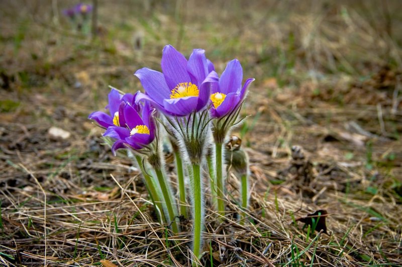 Pulsatilla Patens - прострел раскрытый