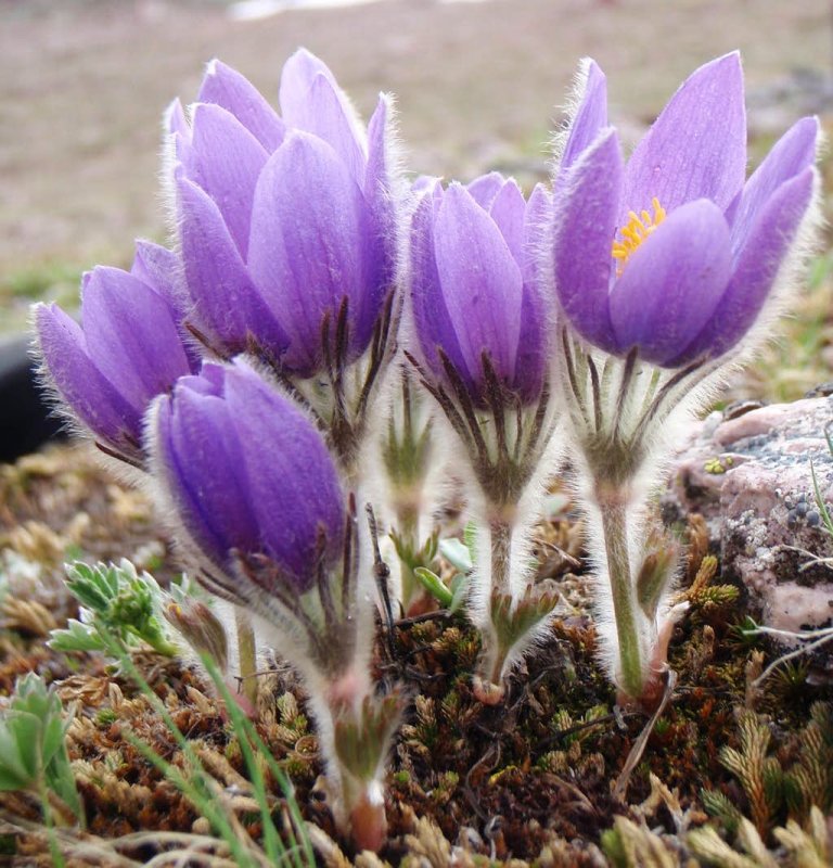 Pulsatilla Пульсатилла