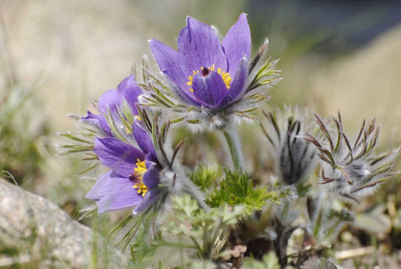 Pulsatilla Patens (l.)
