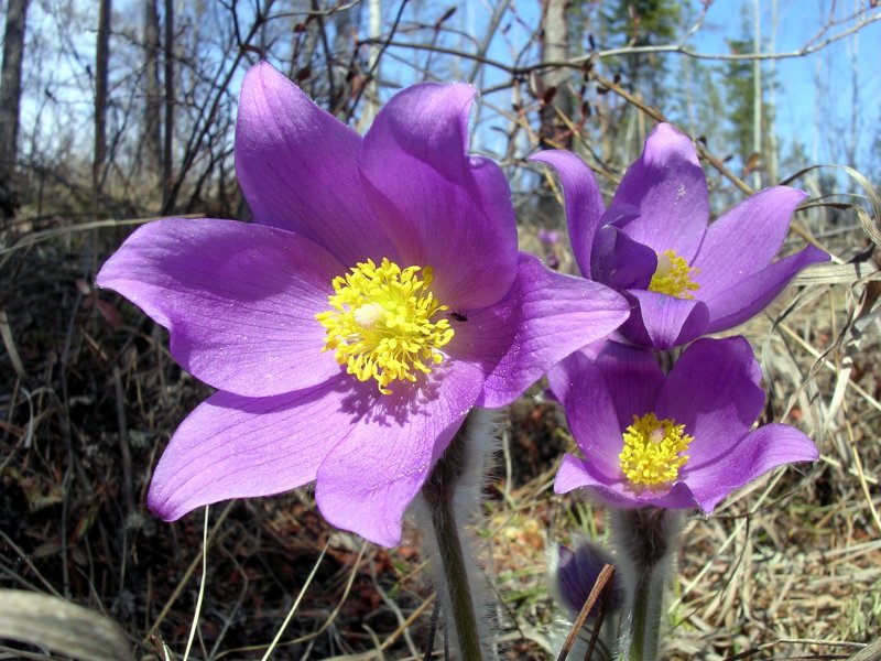 Pulsatilla Patens