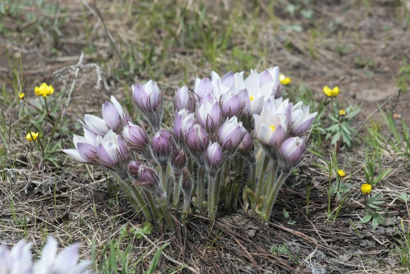Pulsatilla Patens (l.) Mill.