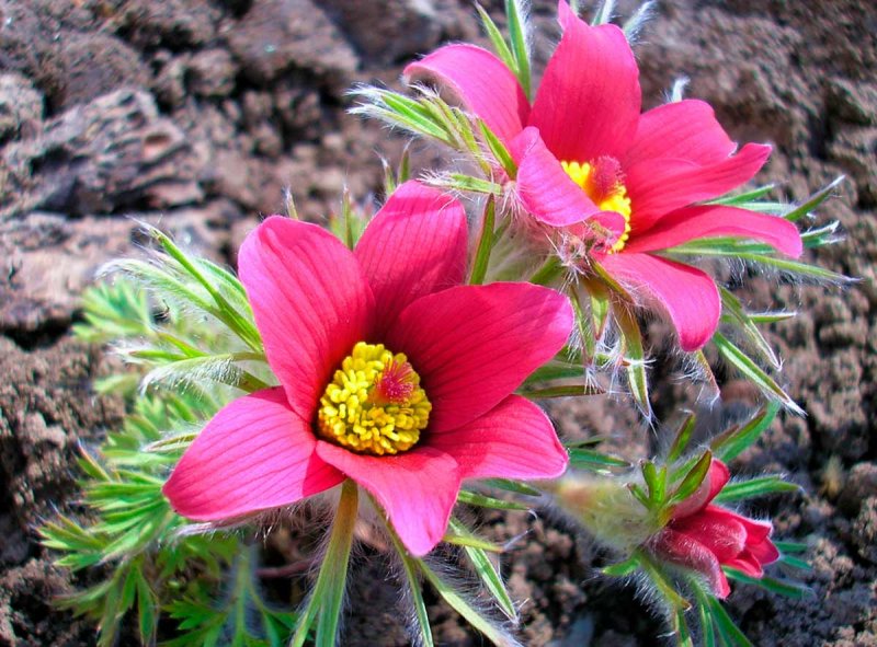 Pulsatilla multifida прострел многонадрезный
