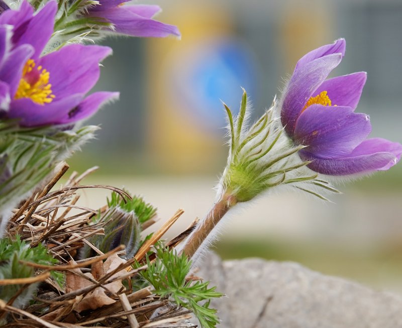 Pulsatilla Patens - прострел раскрытый