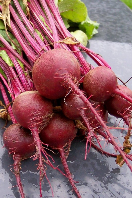 Свекла Beta vulgaris l.