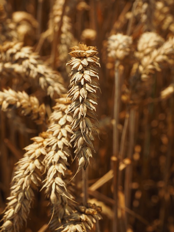 Triticum aestivum зерно