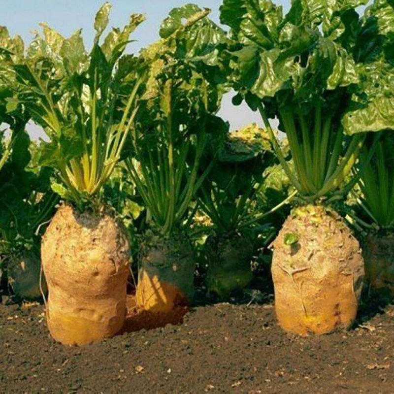 Свекла кормовая Урсус Поли
