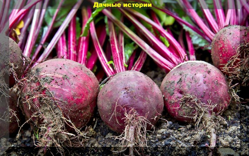 Кормовая свекла название