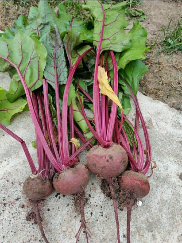 Свекла обыкновенная - Beta vulgaris