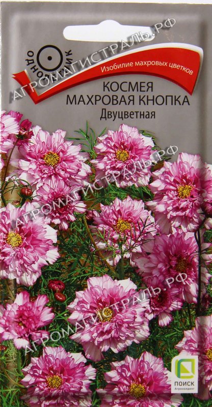 Космея белая махровая