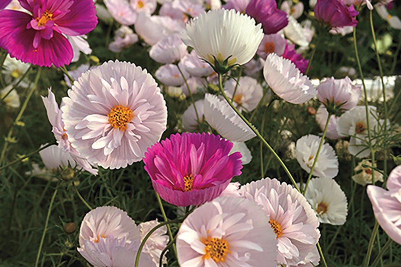 Cosmos bipinnatus махровая