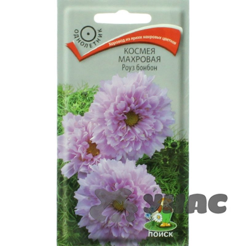 Семена космея кнопка махровая
