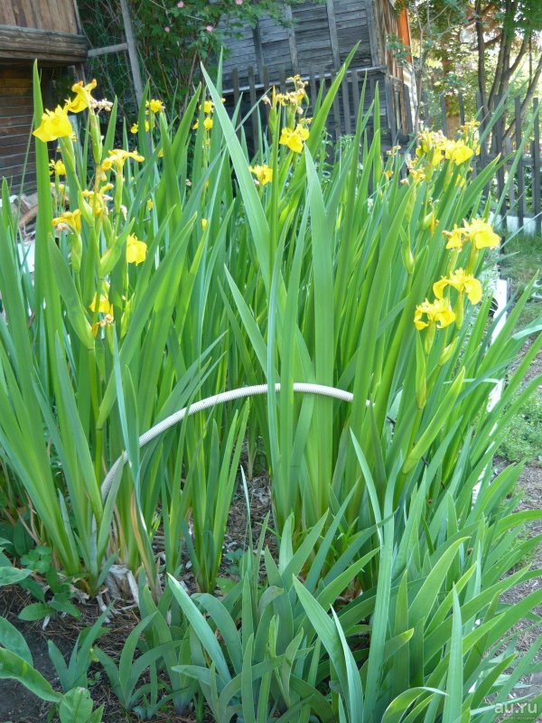 Ирис аировидный Iris pseudacorus
