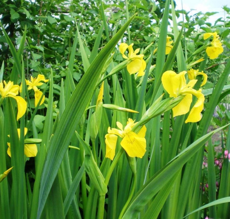 Ирис болотный (Iris pseudacorus)