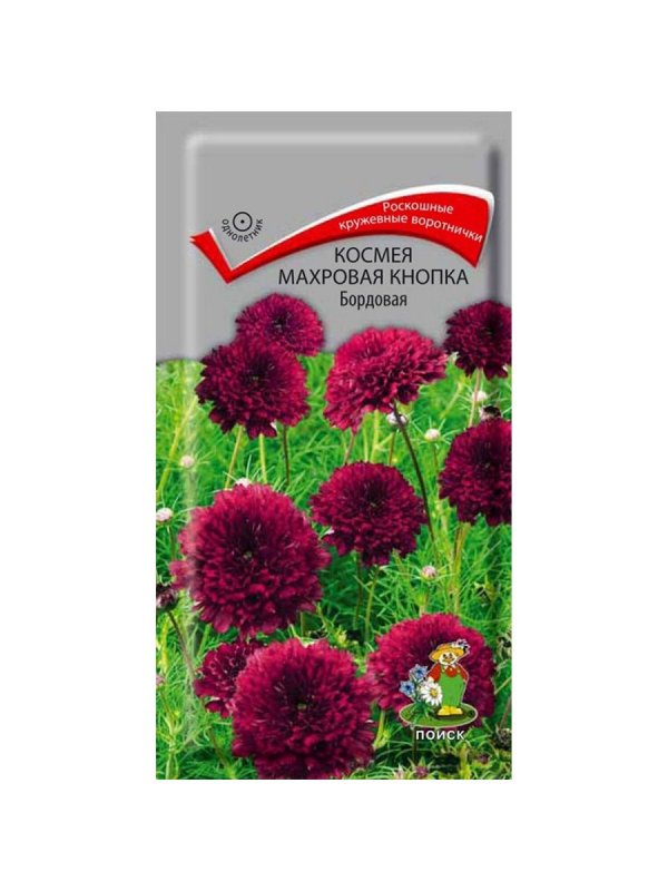 Космея карпет микс