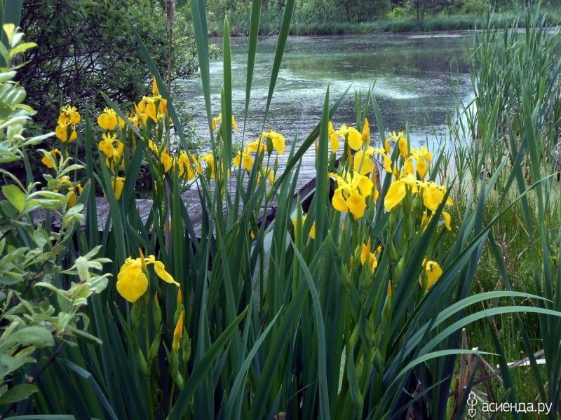 Ирис болотный (Iris pseudacorus)