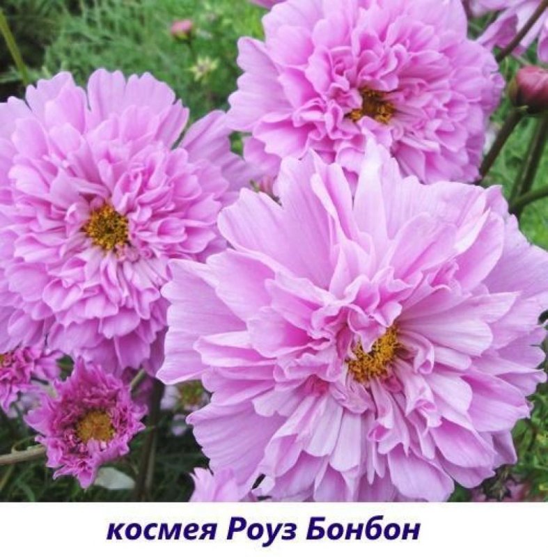 Космея ПСИХЕ махровая смесь