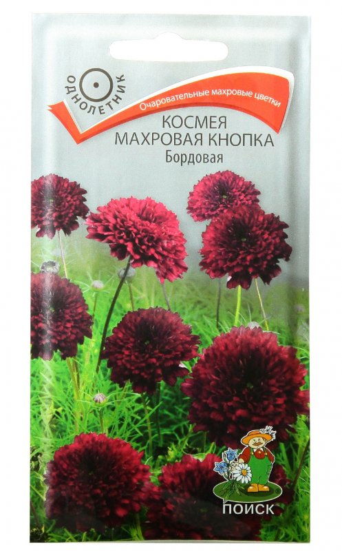 Космея цветок махровая