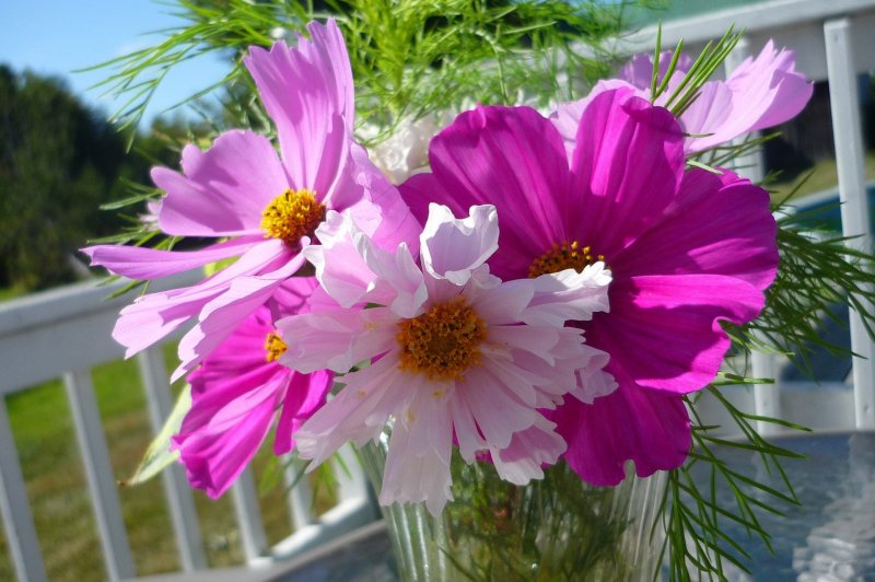 Космея дваждыперистая (Cosmos bipinnatus)