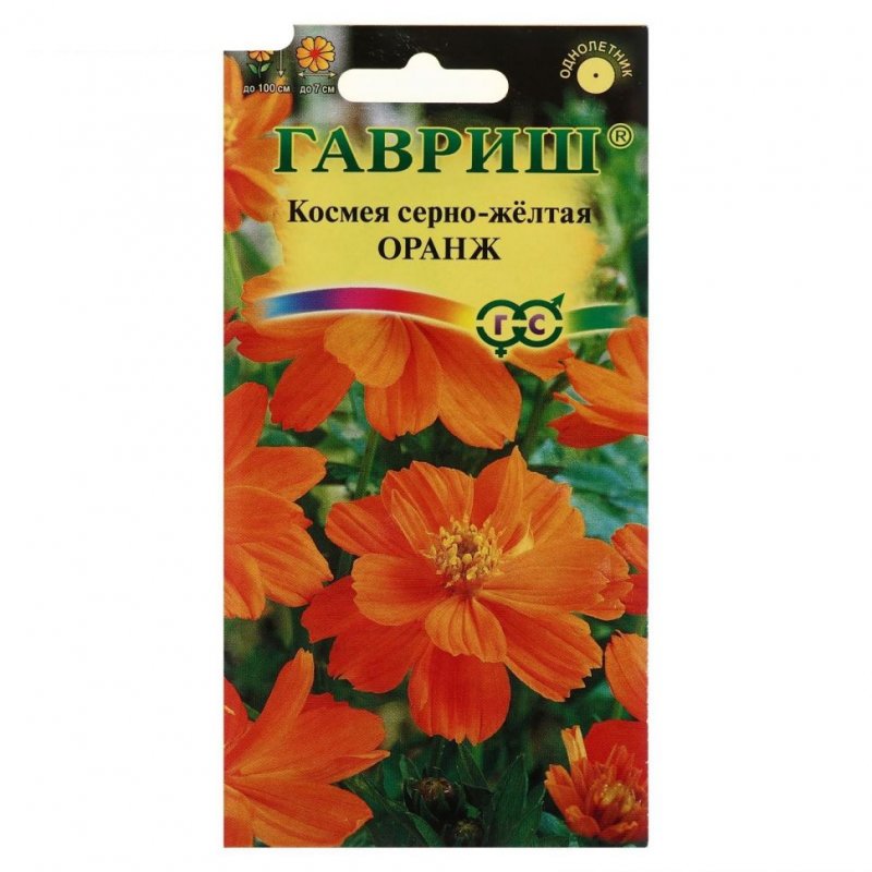 Космея махровая оранж