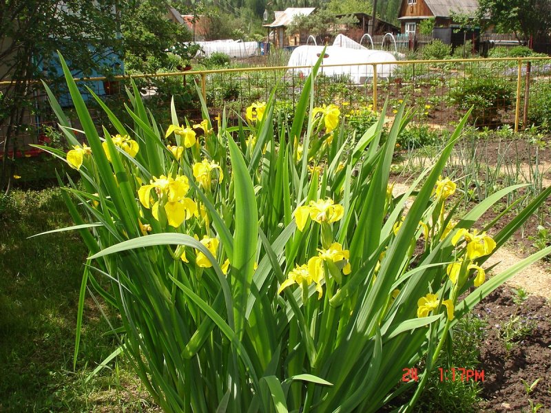 Iris pseudacorus Ирис ложноаировый