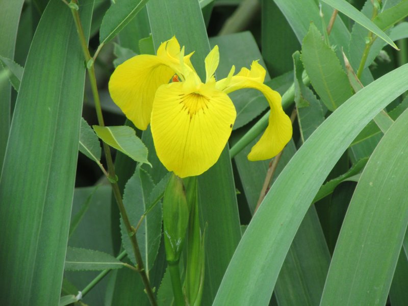 Ирис болотный (Iris pseudacorus)