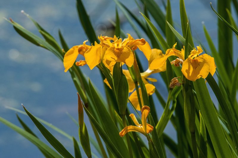 Ирис болотный (Iris pseudacorus)