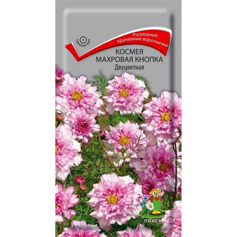 Космея Кэнди страйп