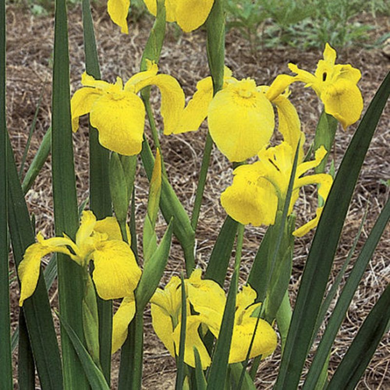 Ирис болотный (Iris pseudacorus `Flore Plena`)
