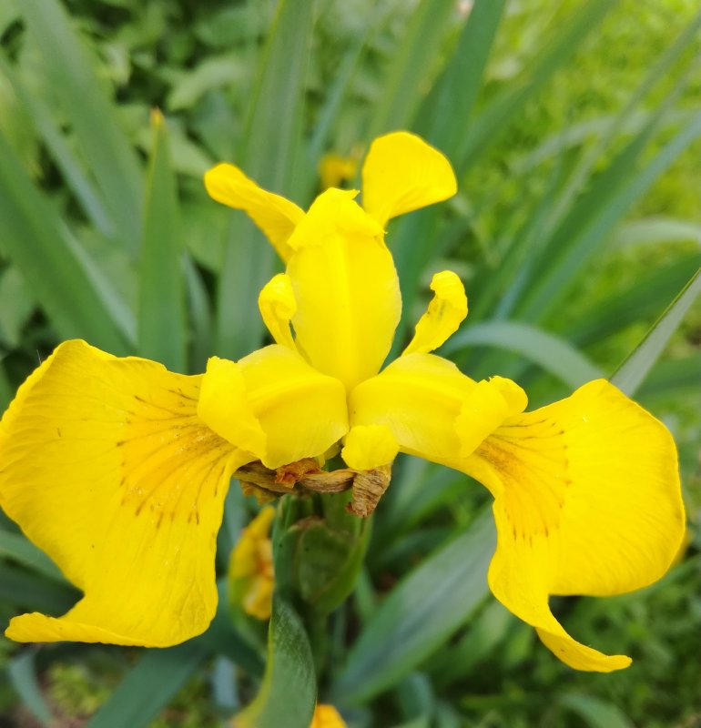 Ирис болотный (Iris pseudacorus)